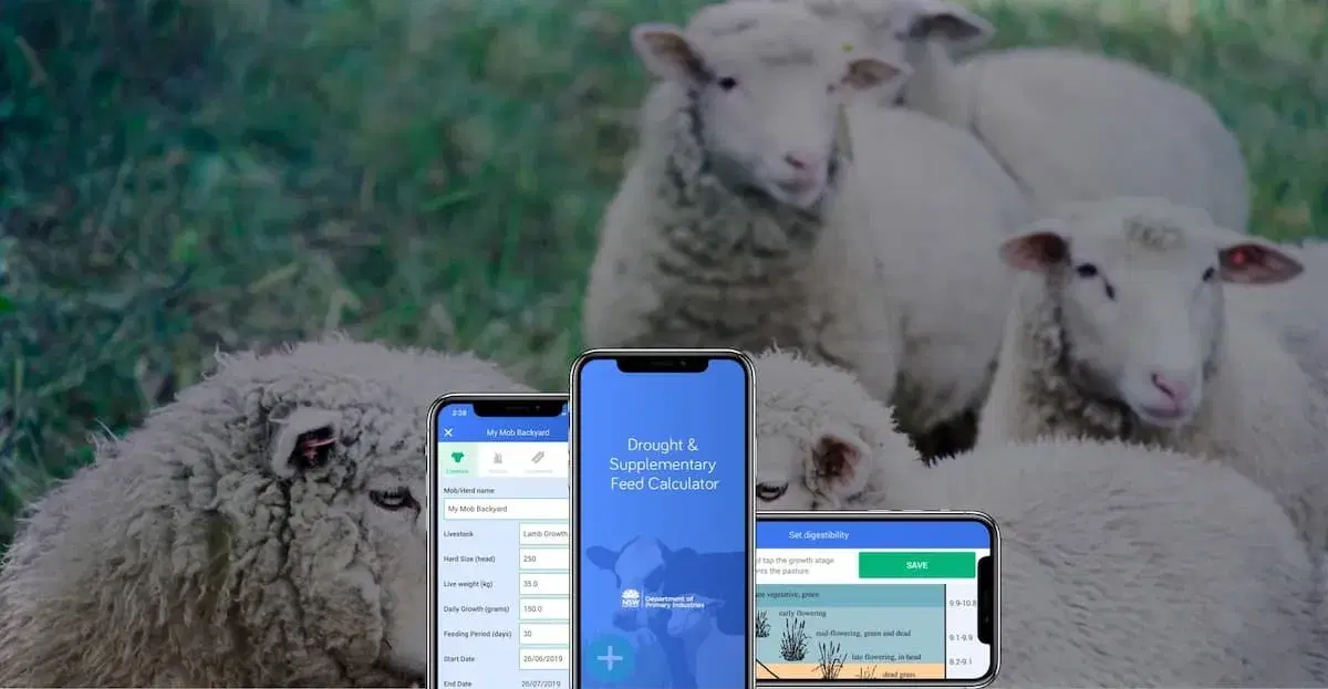 Drought and Supplementary Feed Calculator screens on three phones, in front of a flock of sheep