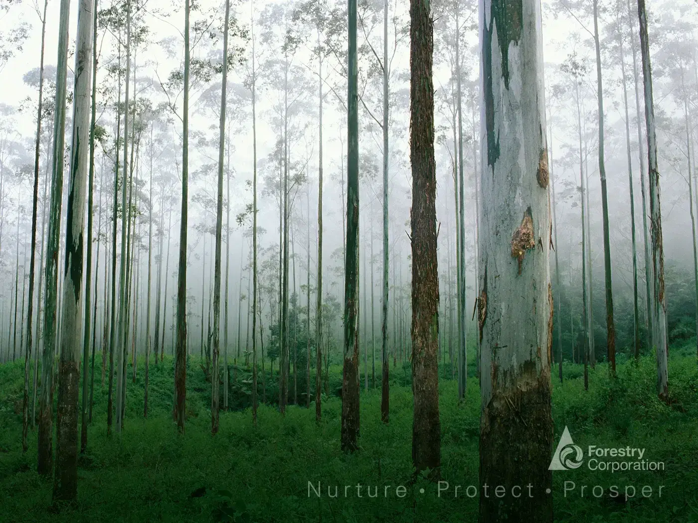 A misty eucalypt plantation forest with tall pale trunks, carrying the Forestry Corporation logo and tagline