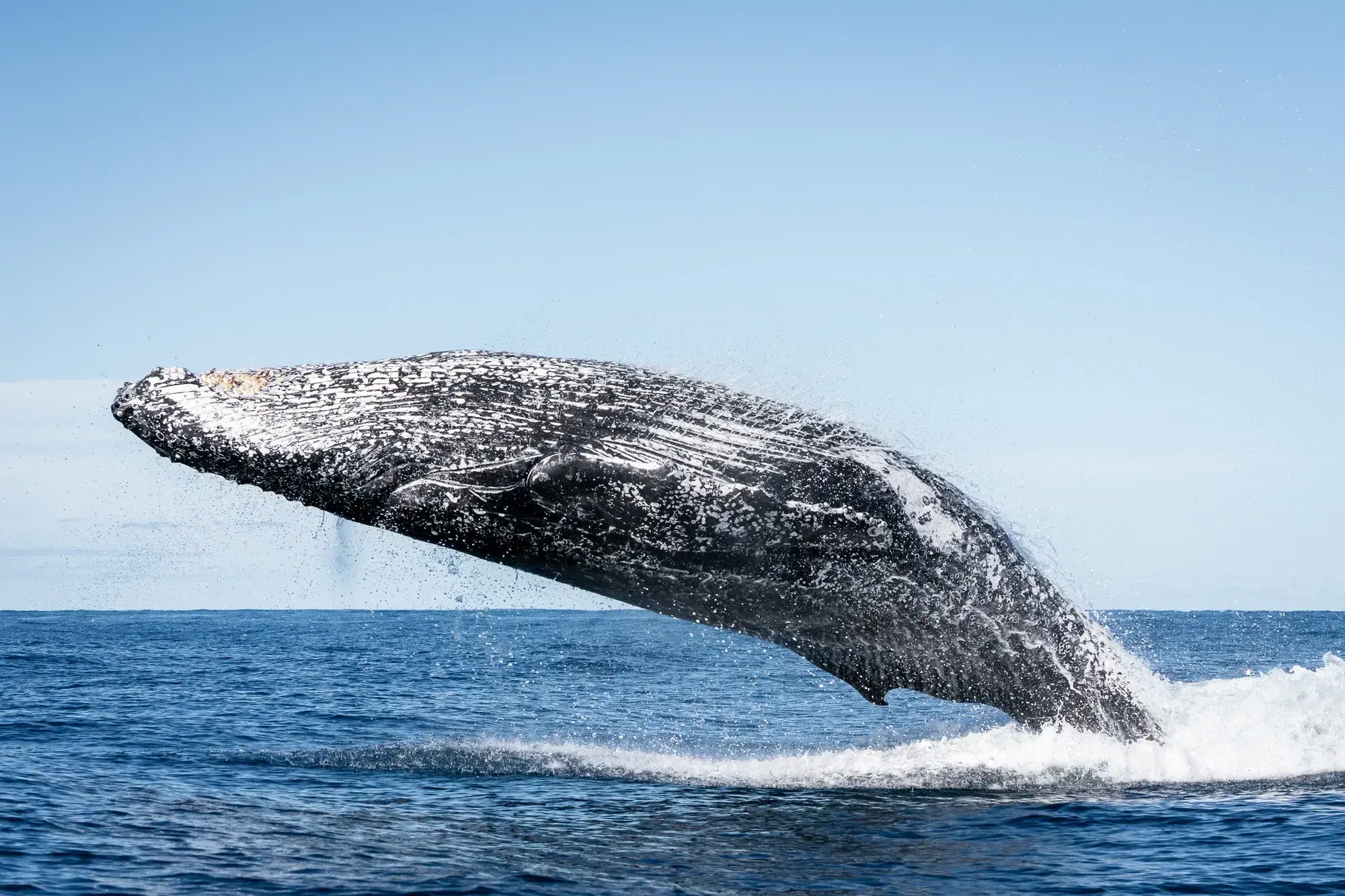 A humpback whale breaching clear of the water off Tweed Heads