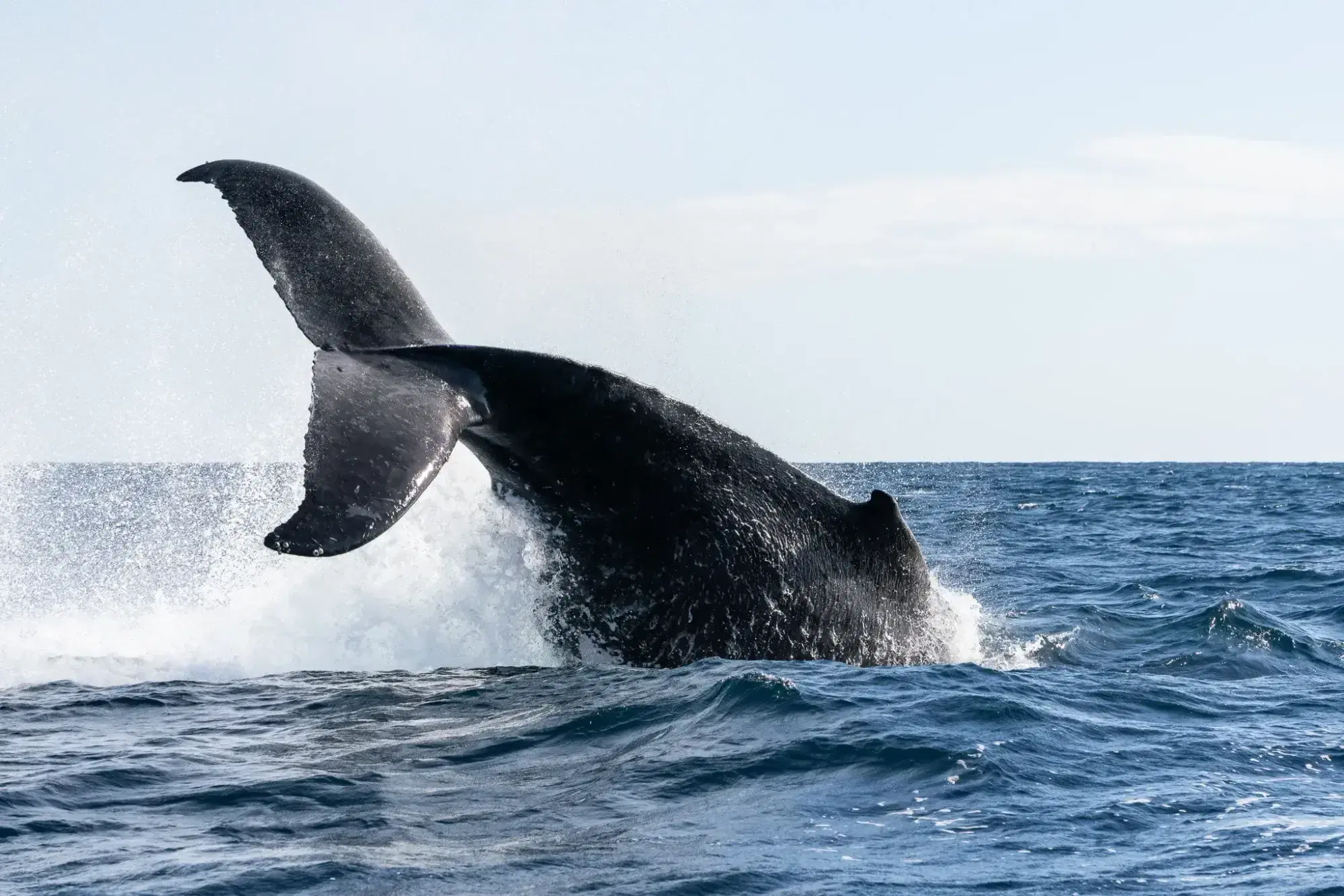 A humpback whale throwing its tail out of the water off Tweed Heads