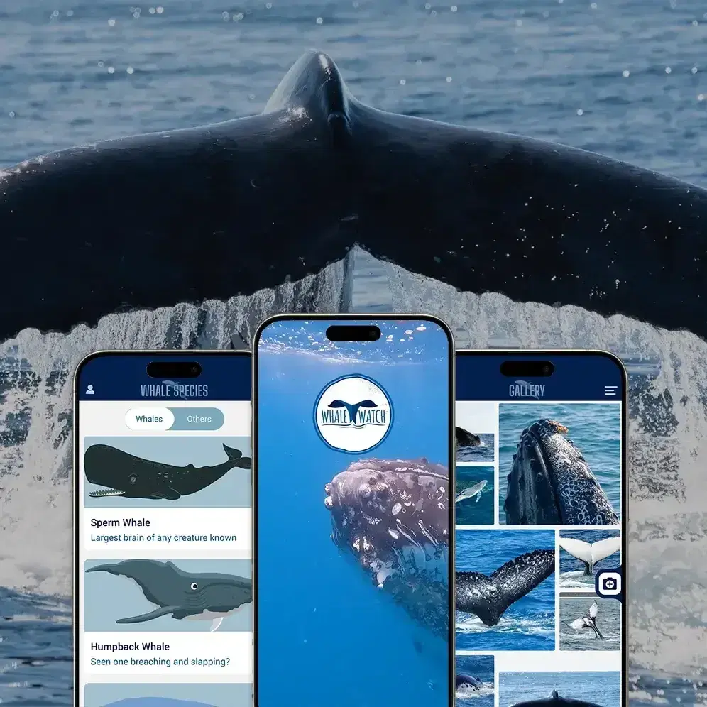 WhaleWatch app screens on three phones, over a photo of a whale’s back breaking the surface