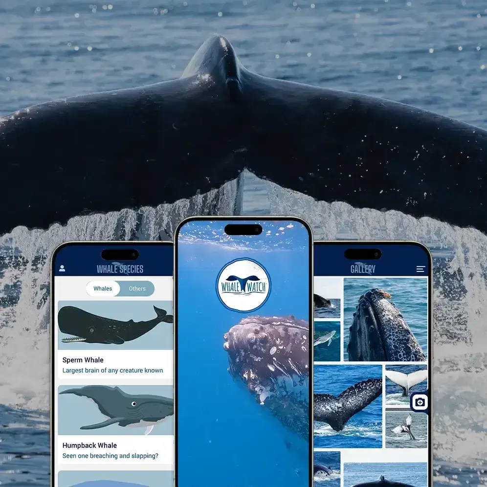 WhaleWatch app screens on three phones, over a photo of a whale’s back breaking the surface