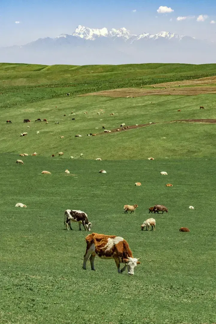 Cattle grazing on open pasture below a mountain range